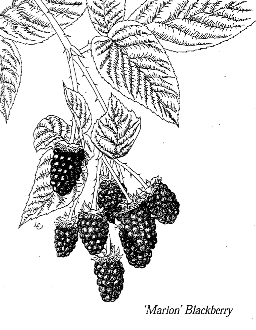 Oregons favorite berry, the marionberry.